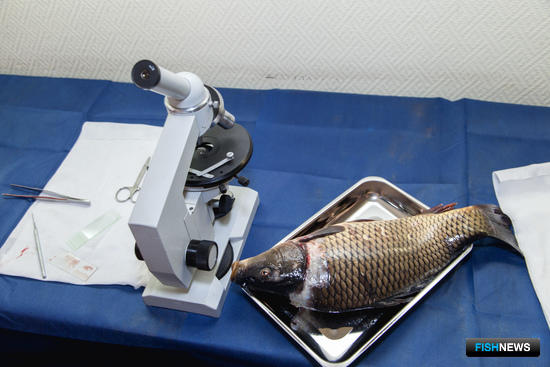 Лабораторные исследования рыбы