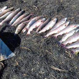 Сахалинские пограничники изъяли улов тайменя и кумжи у браконьеров в Набильском заливе. Фото пресс-службы погрануправления
