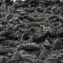 Злоумышленники поймали более 21 тыс. экземпляров дальневосточного трепанга. Архивное фото