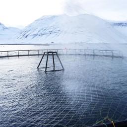 Садок для выращивания лосося в Исланди. Фото с сайта Fishretail.ru