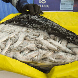 Брянские таможенники пресекли ввоз 11 тонн мороженной рыбы без документов. Фото пресс-службы ЦТУ