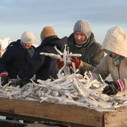 Зимний улов наваги в Сахалинской области
