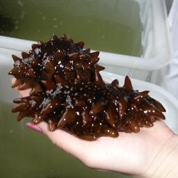 Ученые работают над диетой трепангов. Архивное фото