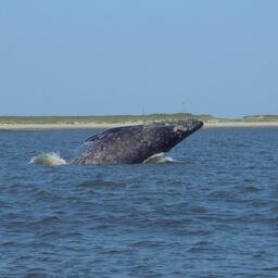 Серый кит — один из объектов охоты коренных народов Дальнего Востока