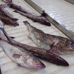 Аляска добивается продления запрета на импорт российской рыбы в США. Архивное фото