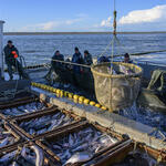 Хабаровский Крайрыбакколхозсоюз: ежедневная работа и исторические вехи