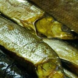 На участках обитают такие ценные виды рыб, как нельма и муксун. Архивное фото