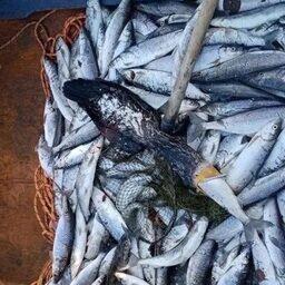 Подавившийся омулем баклан. Фото пресс-службы Главрыбвода, CC BY 4.0