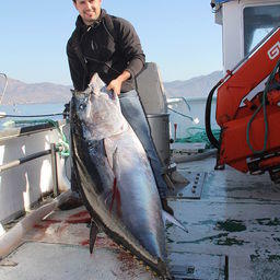 Голубой тунец высоко ценится на мировом рынке. Фото Rafa Gallut