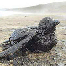 У берегов Великобритании погибло более тысячи морских птиц и животных