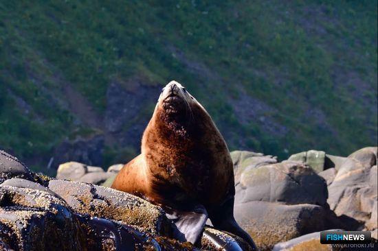 Сивуч-секач. Фото Алексея Маслова