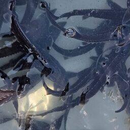 В дикую природу выпустили 40,2 тыс. экземпляров амурского осетра. Фото пресс-службы Главрыбвода