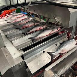 Линия по переработке лосося