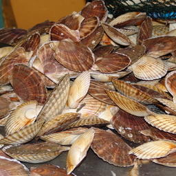 Гребешок приморский – один из самых популярных морепродуктов на Дальнем Востоке