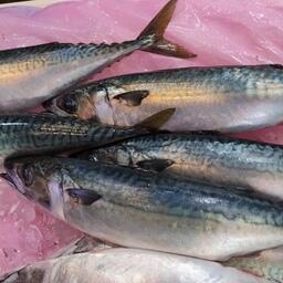 Скумбрия корейского производства. Архивное фото