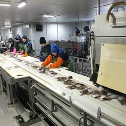 На береговых заводах под инвестквоты выпускается разная рыбопродукция