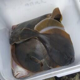 Ученые проверили и запасы дальневосточных камбал. Фото пресс-службы ВНИРО