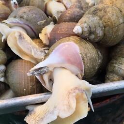 МагаданНИРО возобновил мониторинг промысла трубачей в северной части Охотского моря. Фото пресс-службы филиала