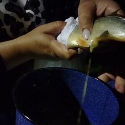 Забор икры рыбца на инкубацию. Скриншот видео пресс-службы Главрыбвода. CC BY 4.0