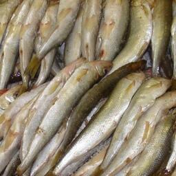 В Чукотском автономном округе комиссия по регулированию добычи анадромных видов рыб утвердила годовые лимиты азиатской зубастой корюшки. Архивное фото