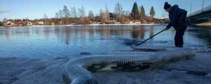 В этом году в естественную среду обитания отправилось более 227 тыс. мальков озерного лосося. Фото пресс-службы Главрыбвода