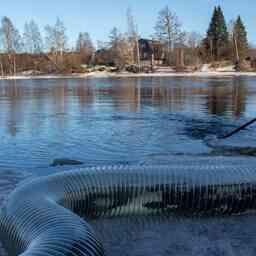 В этом году в естественную среду обитания отправилось более 227 тыс. мальков озерного лосося. Фото пресс-службы Главрыбвода