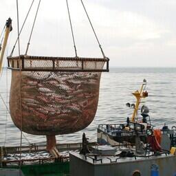 Добыча лосося в Сахалинской области. Архивное фото