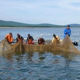 Добыча лосося в Приморье. Фото предоставлено компанией «Тройка»