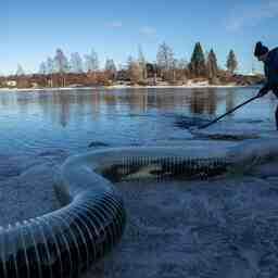 В этом году в естественную среду обитания отправилось более 227 тыс. мальков озерного лосося