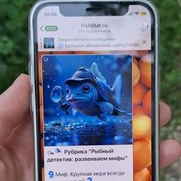 В телеграм-канале платформы FishStat действует постоянная рубрика «Рыбный детектив», призванная развеивать заблуждения на потребительском рынке