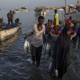 Сомалийские рыбаки несут свой улов на берег. Фото пресс-службы ФАО