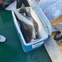 Одним из объектов исследования был белокорый палтус. Фото пресс-службы ВНИРО