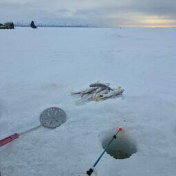Участники экспедиции занимались сбором биостатистических данных по корюшке и контрольным ловом на озере. Фото пресс-службы ВНИРО