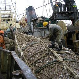 Ежегодно предприятия Приморского края добывают более 800 тыс. тонн рыбы и морепродуктов