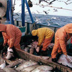 Евросоюз установил квоты на вылов рыбы на 2007 год