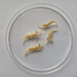 Дальневосточная креветка (Palaemon macrodactylus) — новый для Азовского моря вид. Фото пресс-службы ВНИРО