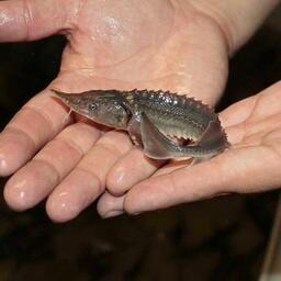 Молодь сибирского осетра. Фото пресс-службы Главрыбвода