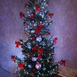 В США все больше штатов предлагают экологически полезный способ продлить жизнь рождественской елке