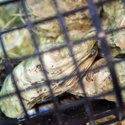 В перечень вошли заболевания моллюсков: перкинсозы, мартелиоз, бонамиоз