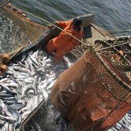 Вылов тихоокеанских лососей к концу недели достиг показателя более 65,8 тыс. тонн