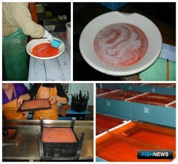 Закладка на инкубацию лососевой икры. Фото пресс-службы Амуррыбвода