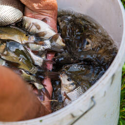 В Ростовской области на аукцион выставлены 11 речных участков под пастбищную аквакультуру