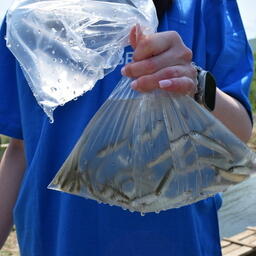 Для комиссий по искусственному воспроизводству ВБР разработали правила