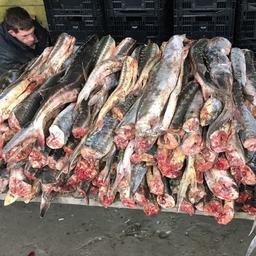 В Дагестане рыбоохрана и полицейские изъяли партию «краснокнижных» осетровых общим весом свыше 650 кг. Фото пресс-службы Западно-Каспийского теруправления Росрыболовства