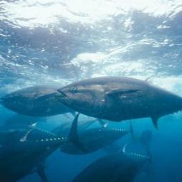 Перспективы российского промысла тунца в Атлантическом океане наука оценивает в 20 тыс. тонн ежегодно. Фото пресс-службы АтлантНИРО