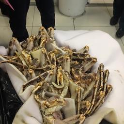 Более 150 кг живого краба хотели вывезти в Харбин без декларирования. Фото пресс-службы Владивостокской таможни