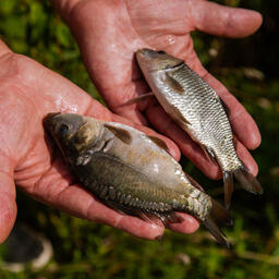 Предусматривается возмещение затрат в том числе на закупку рыбопосадочного материала