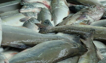 Прогнозируемый вылов горбуши в регионе составляет 9,4 тыс. тонн. Архивное фото