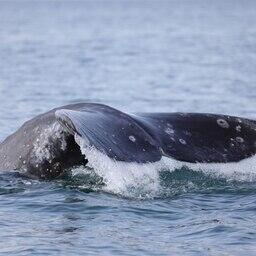 Ученые продолжают исследовать серых китов на Камчатке. Фото Евгении Волковой