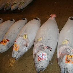 Тунцы на крупнейшем рыбном рынке Японии Тоёсу